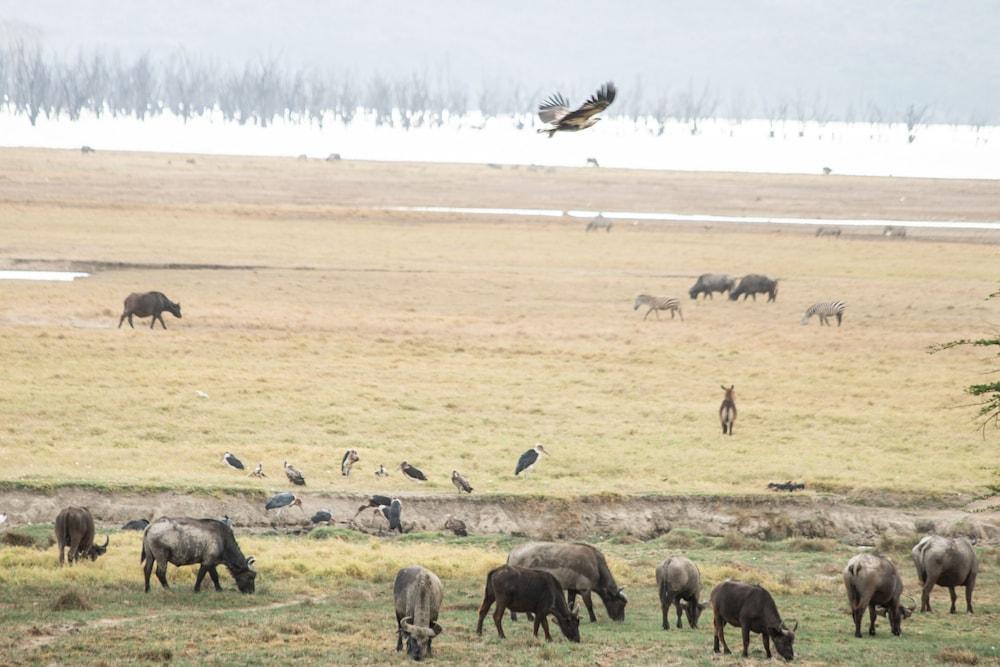 Sarova Lion Hill Game Lodge Nakuru Eksteriør billede