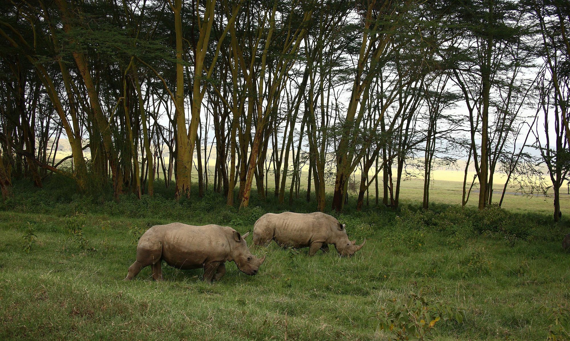 Sarova Lion Hill Game Lodge Nakuru Eksteriør billede